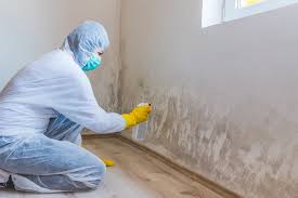 Dixon, IL Mold Removal Services Company