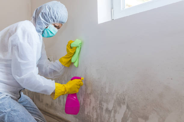 Why You Should Choose Our Mold Remediation Services in Dixon, IL