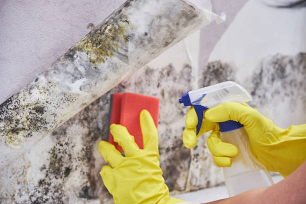 Biohazard Mold Removal in Dixon, IL